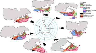 Functional Pituitary Networks in Vertebrates